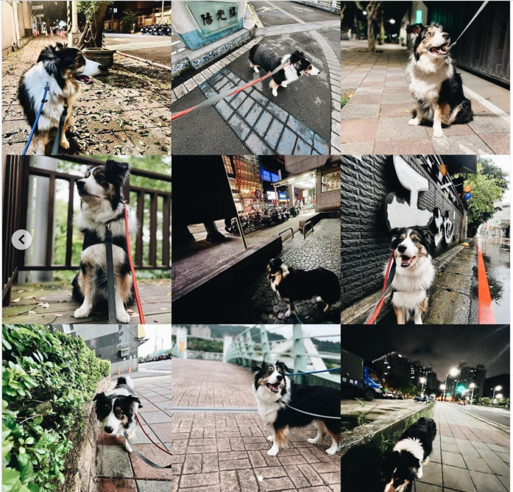 居家隔離 遛狗服務