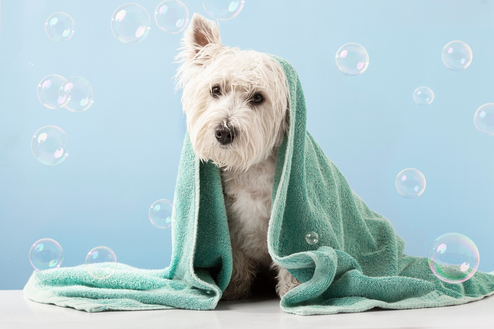 How often should you bathe your dog?