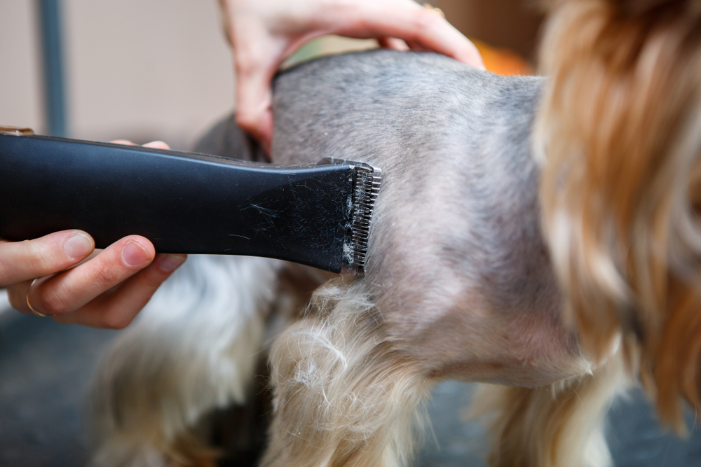Besides shaving, how else can you groom your dog's coat?