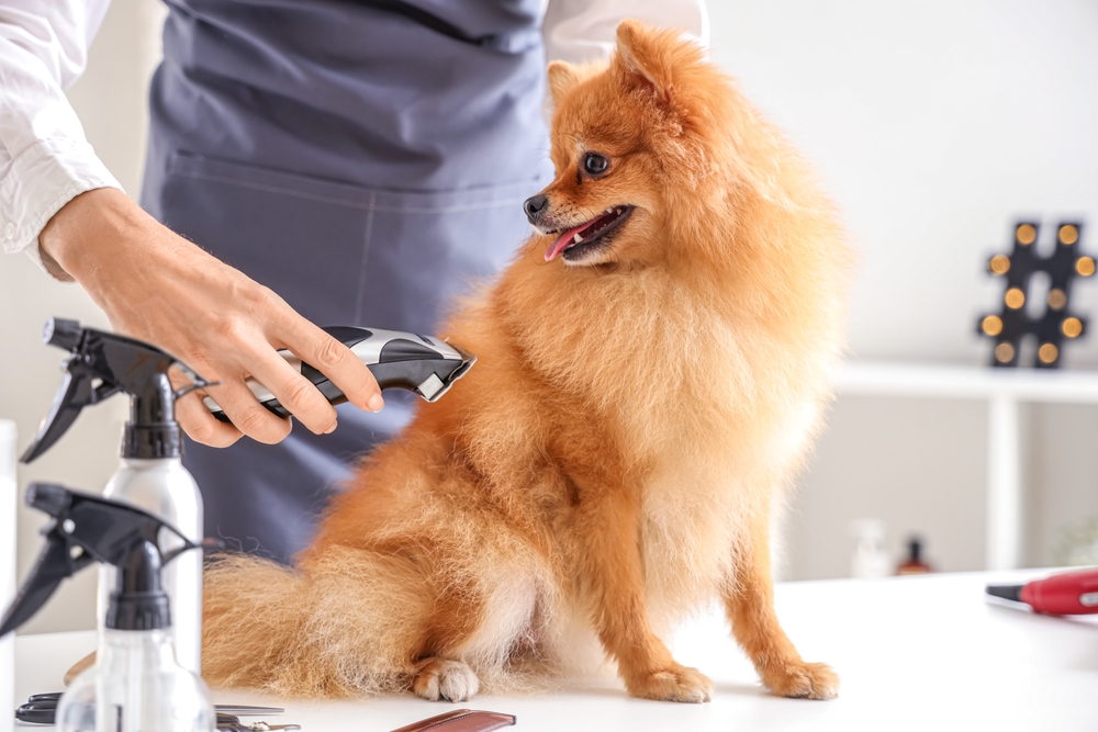 Should you shave your dog? Coat care tips, pros and cons explained