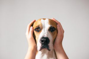 Why is my dog scared of thunder?