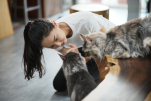 貓旅館 貓保姆 貓咪保姆 寵物保姆 Cat sitter