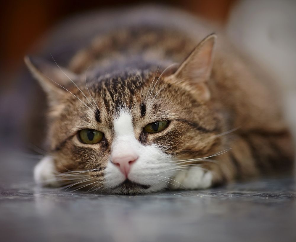 高齢猫の留守番が負担になる理由って？