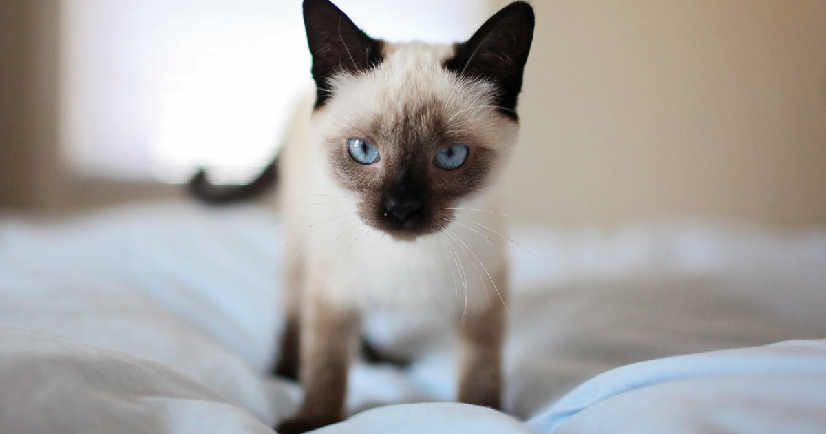 【毛が抜けにくい猫10選】飼いやすい人気の猫種と特徴・ケア方法まとめ