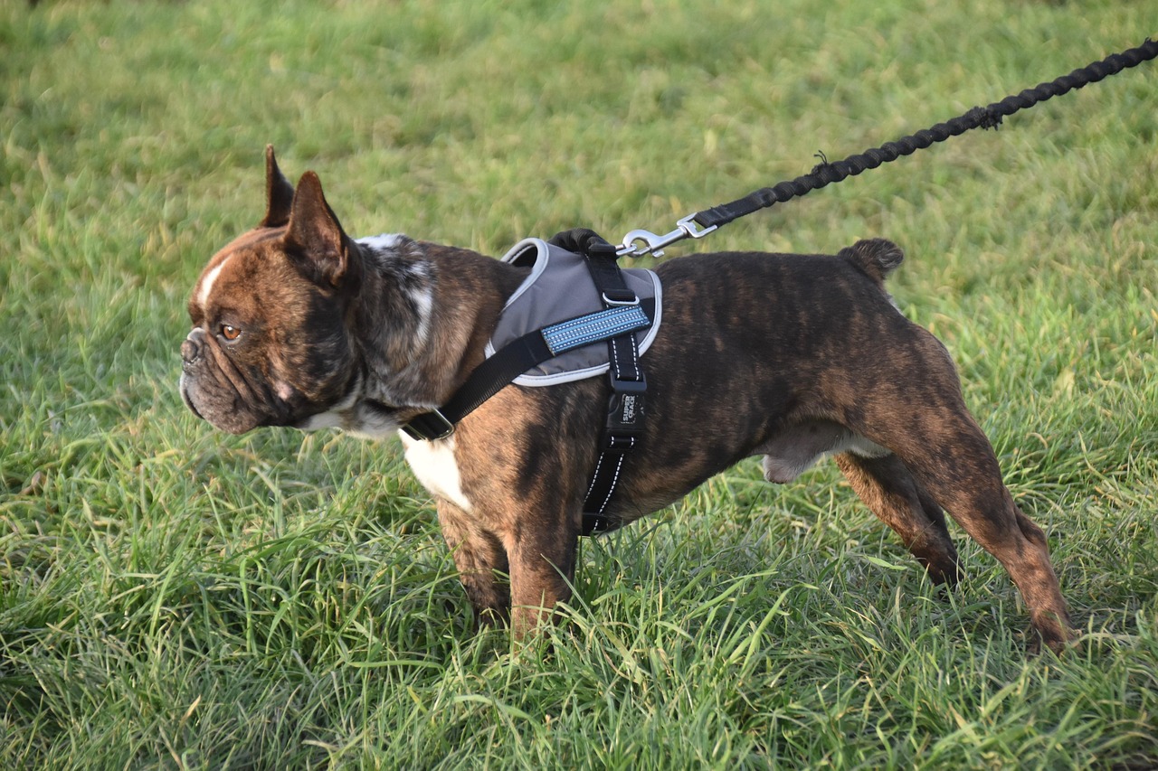 professional pet sitter walking happy dog on leash in neighborhood