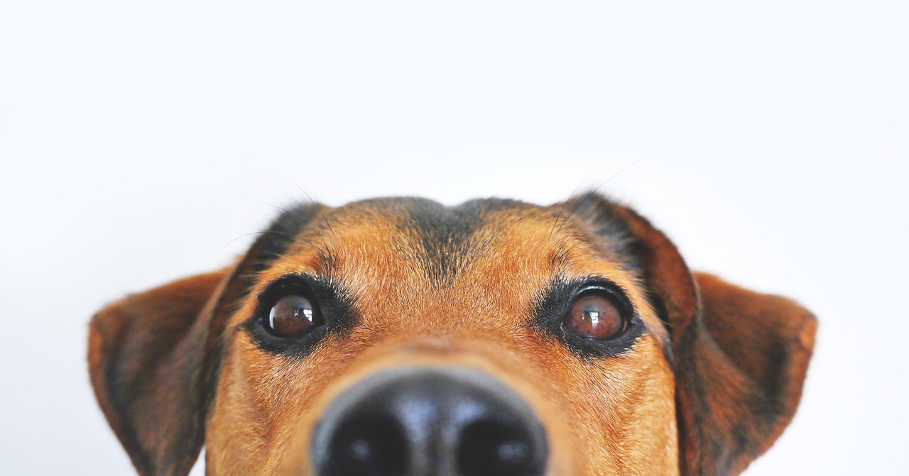happy dog greeting owner at front door
