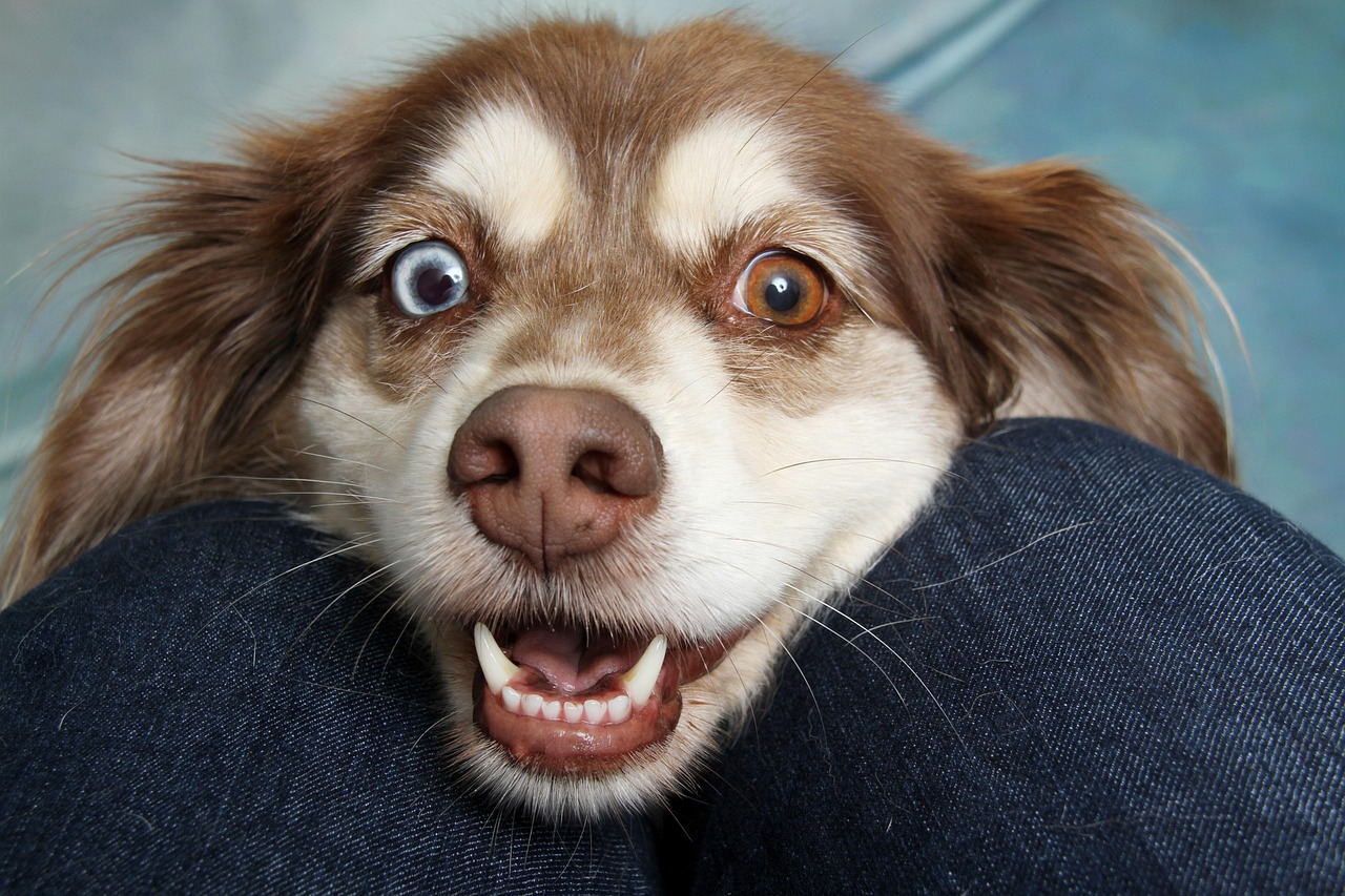 happy dog owner reuniting with excited dog at front door