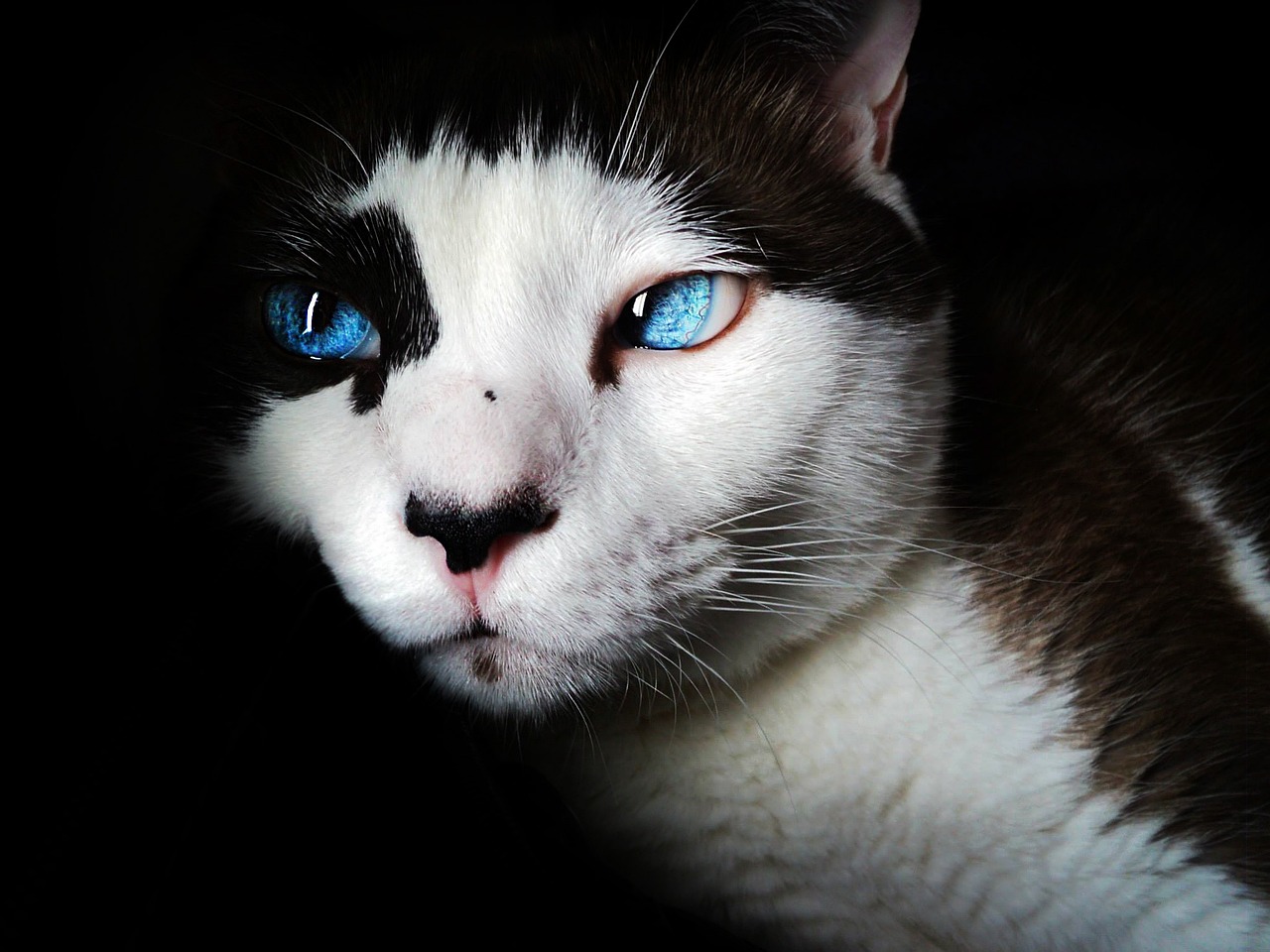 professional pet sitter feeding cat at home in Japan