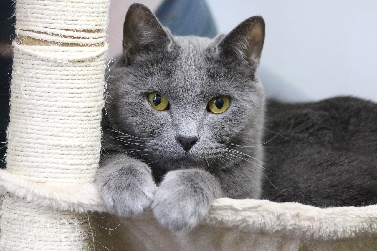 What Causes Cat Anxiety? 7 Hidden Triggers Experts Say You Should Never Ignore