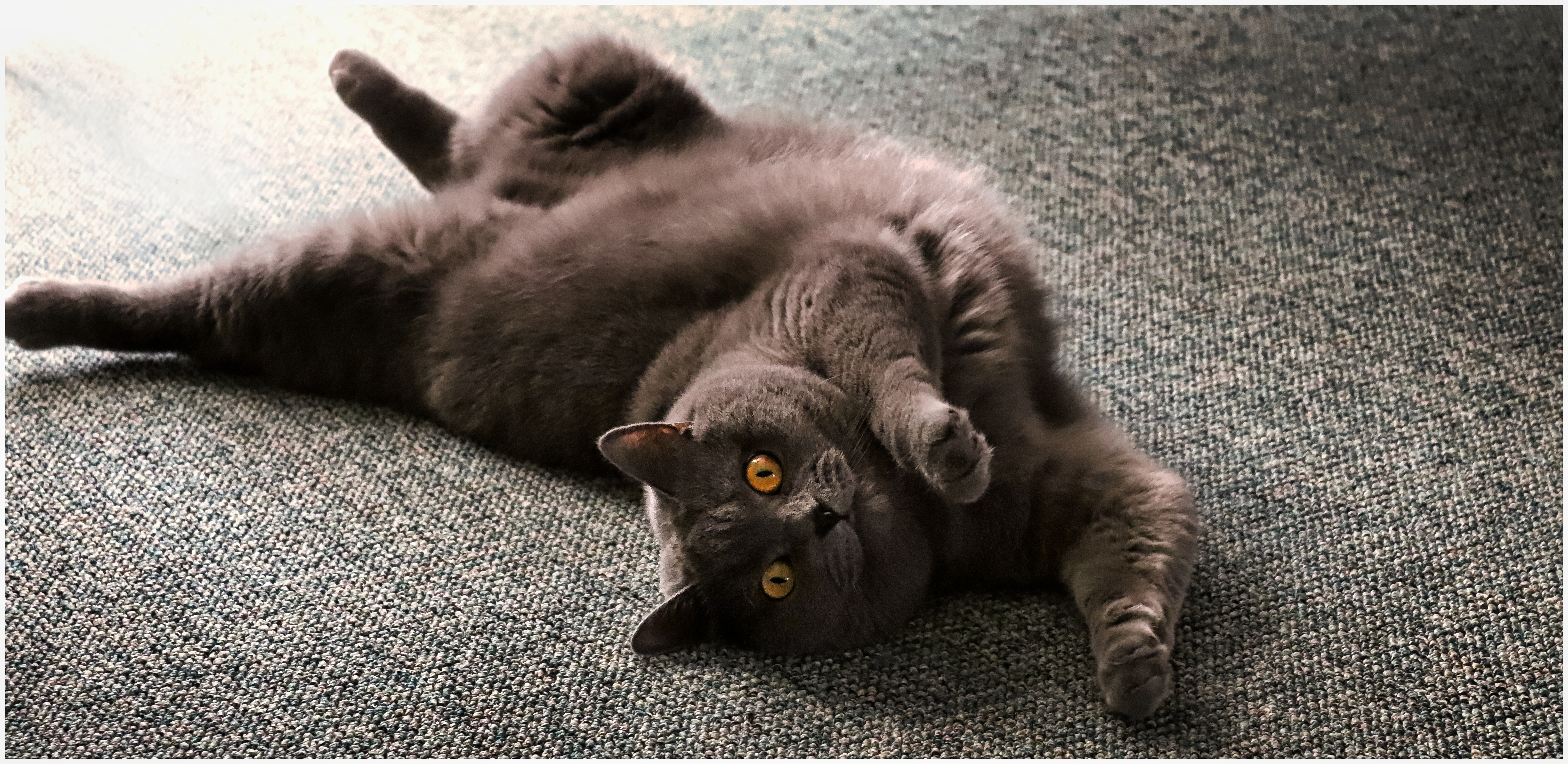 7 Litter Box Basics Every New Cat Parent Needs to Know (Before Accidents Happen)