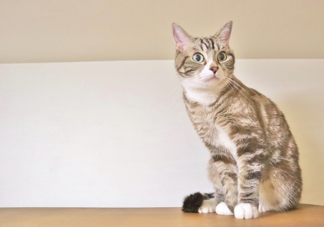 猫はペットホテルでストレスを感じる？ペットシッターのメリットとは