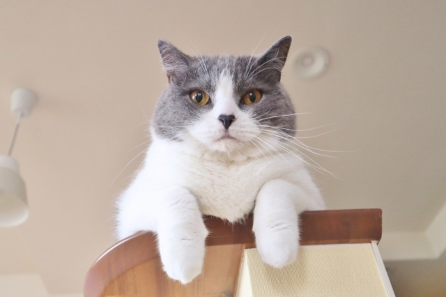 猫の長いお留守番の注意点とは？2泊3日の留守番時の対策も紹介