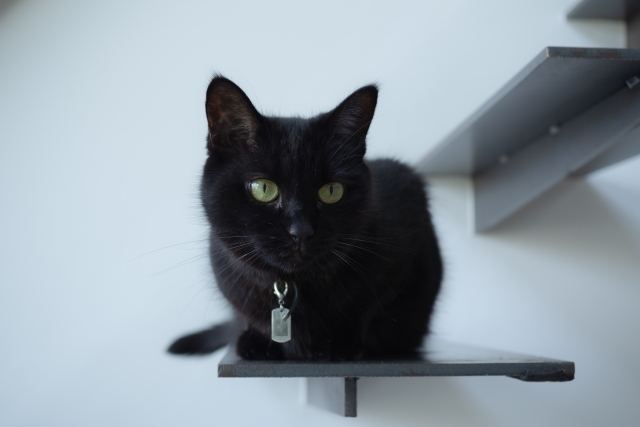 旅行時、猫のお留守番はどこで？ペットシッターの自宅ケアでストレス軽減