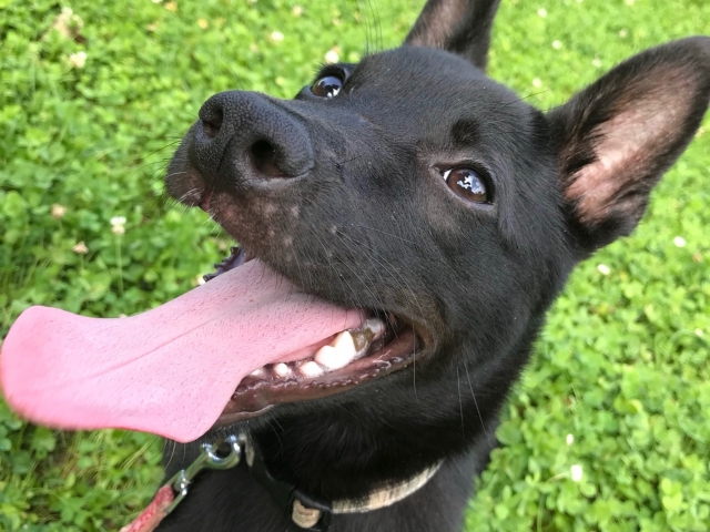 犬の散歩代行サービスを紹介｜ペットシッターのメリットや料金を解説