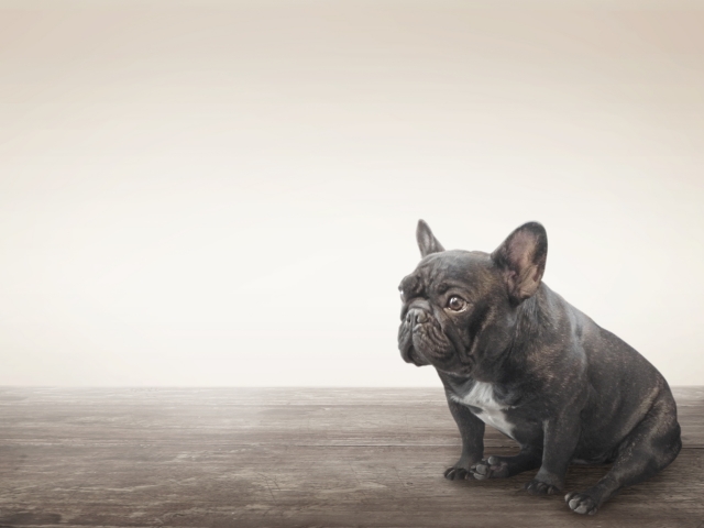 おすすめのペットシッターを探すには？愛犬・愛猫の自宅ケアにおすすめ