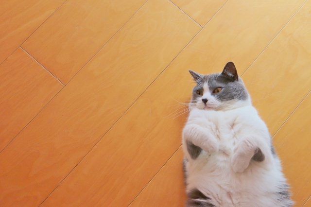 猫 ペットホテル ストレス