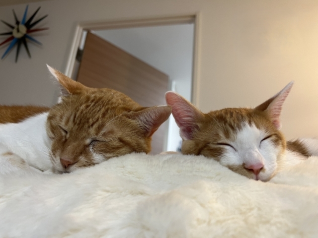 猫　2泊3日　留守番