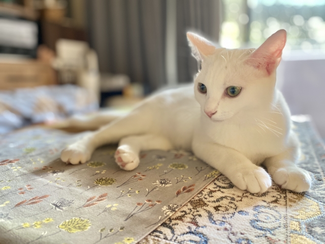 猫　留守番　ペットシッター