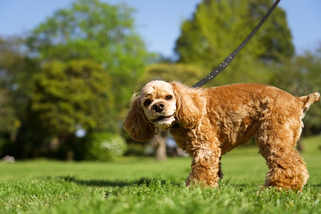 犬　散歩代行　ペットシッター