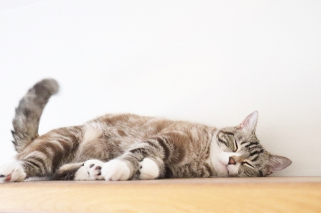 猫　2泊3日　留守番