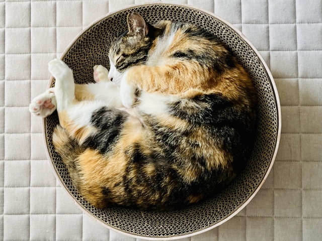猫　留守番　ペットシッター