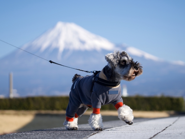 犬　散歩代行　ペットシッター