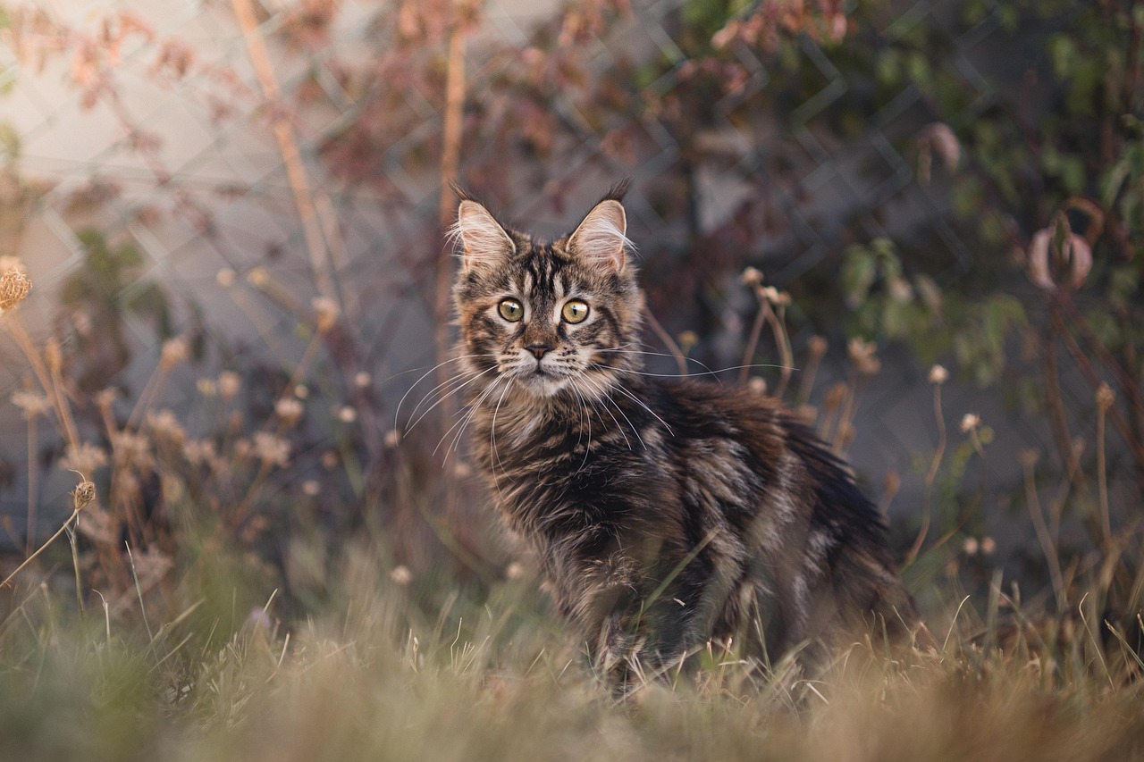高齢猫の留守番を安全なものにするためには、事前の準備が不可欠です。