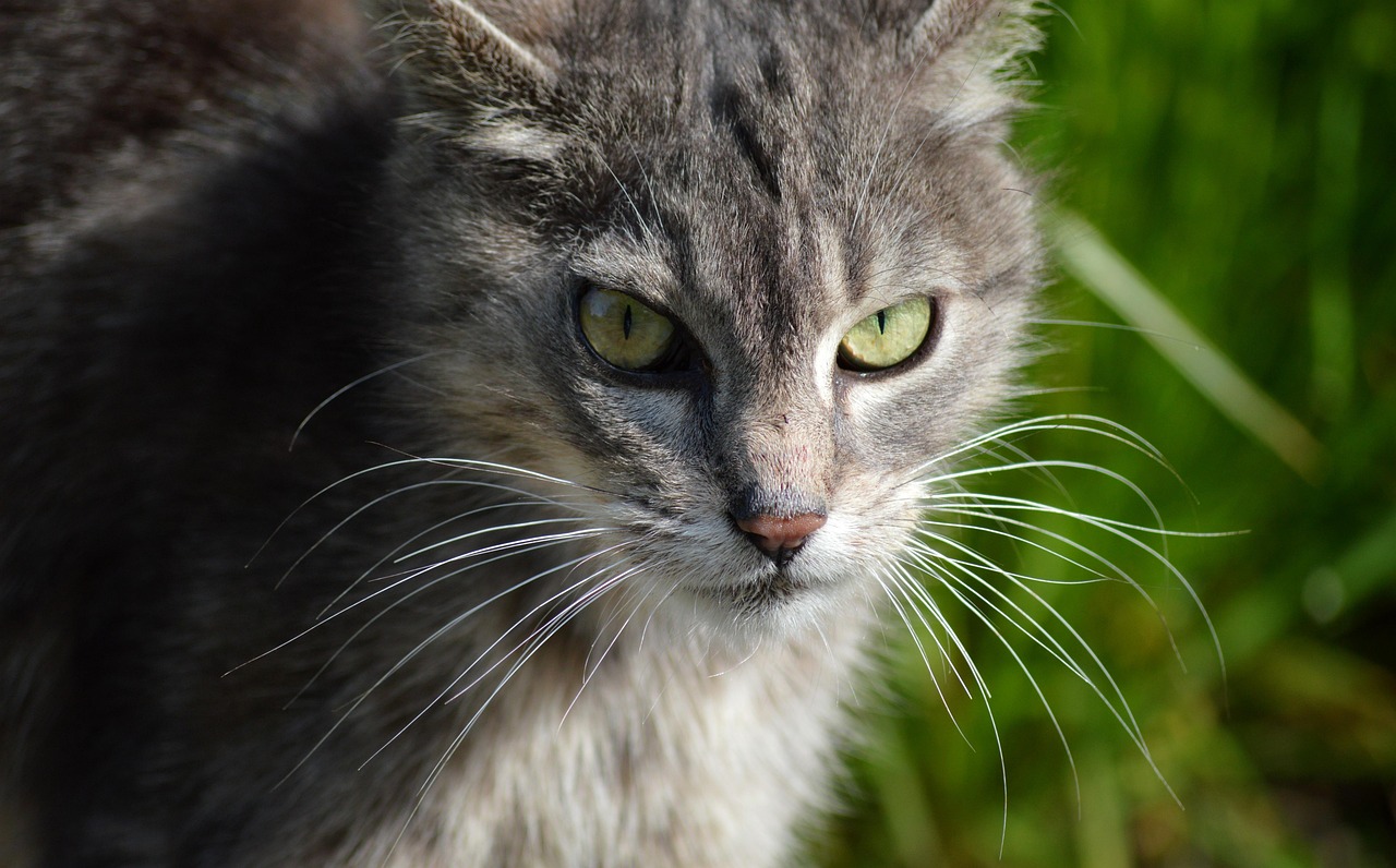 旅行前に要チェック！猫の泊まれる宿への必須持ち物リスト
