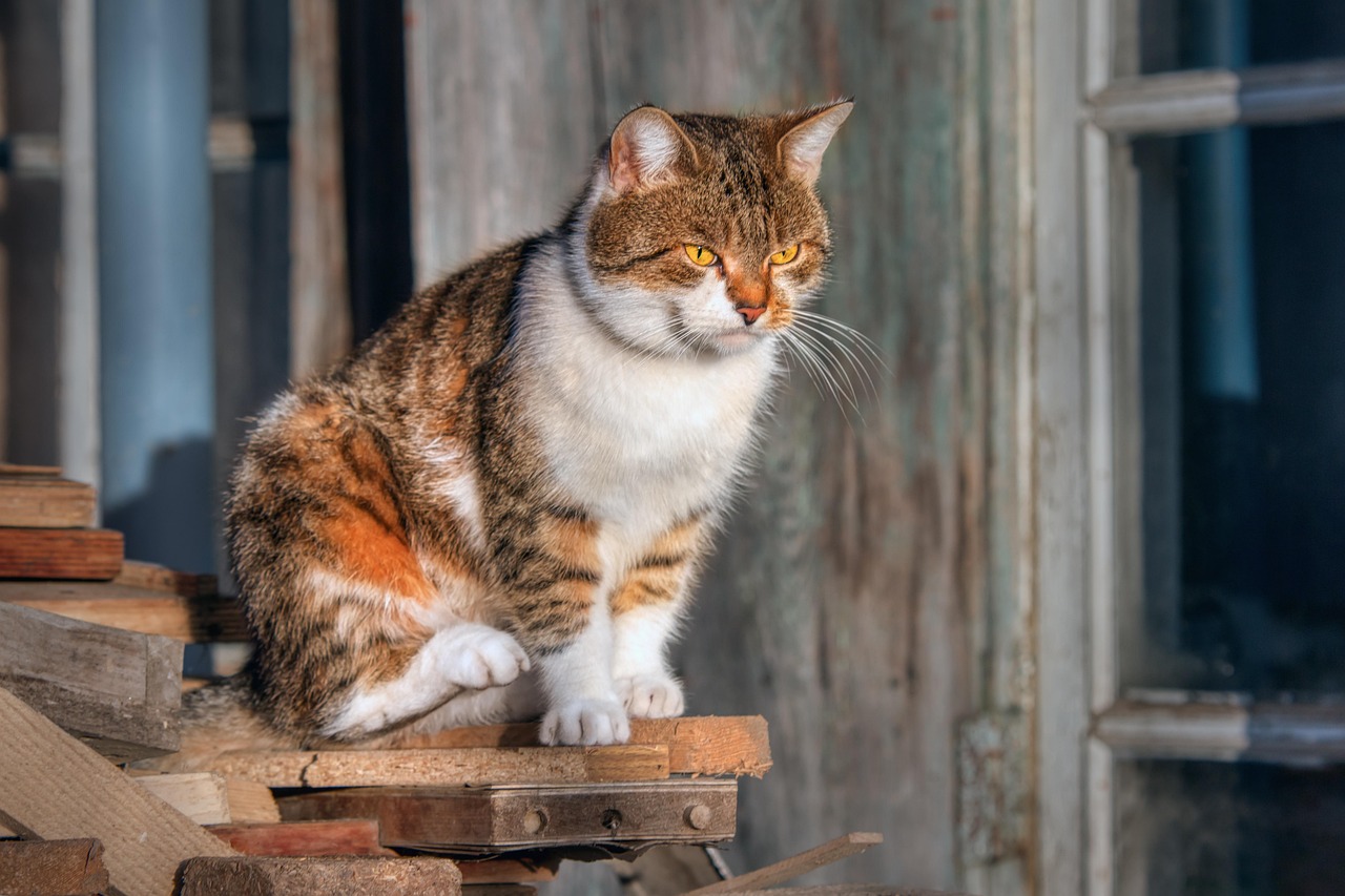 professional pet sitter feeding cat in home kitchen