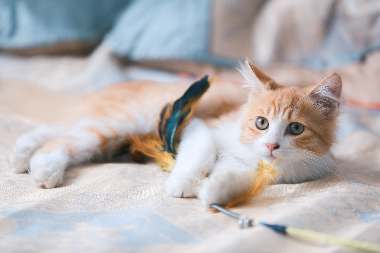 高齢猫には住み慣れた自宅でケアを受けられる「訪問ペットシッター」が適しています。