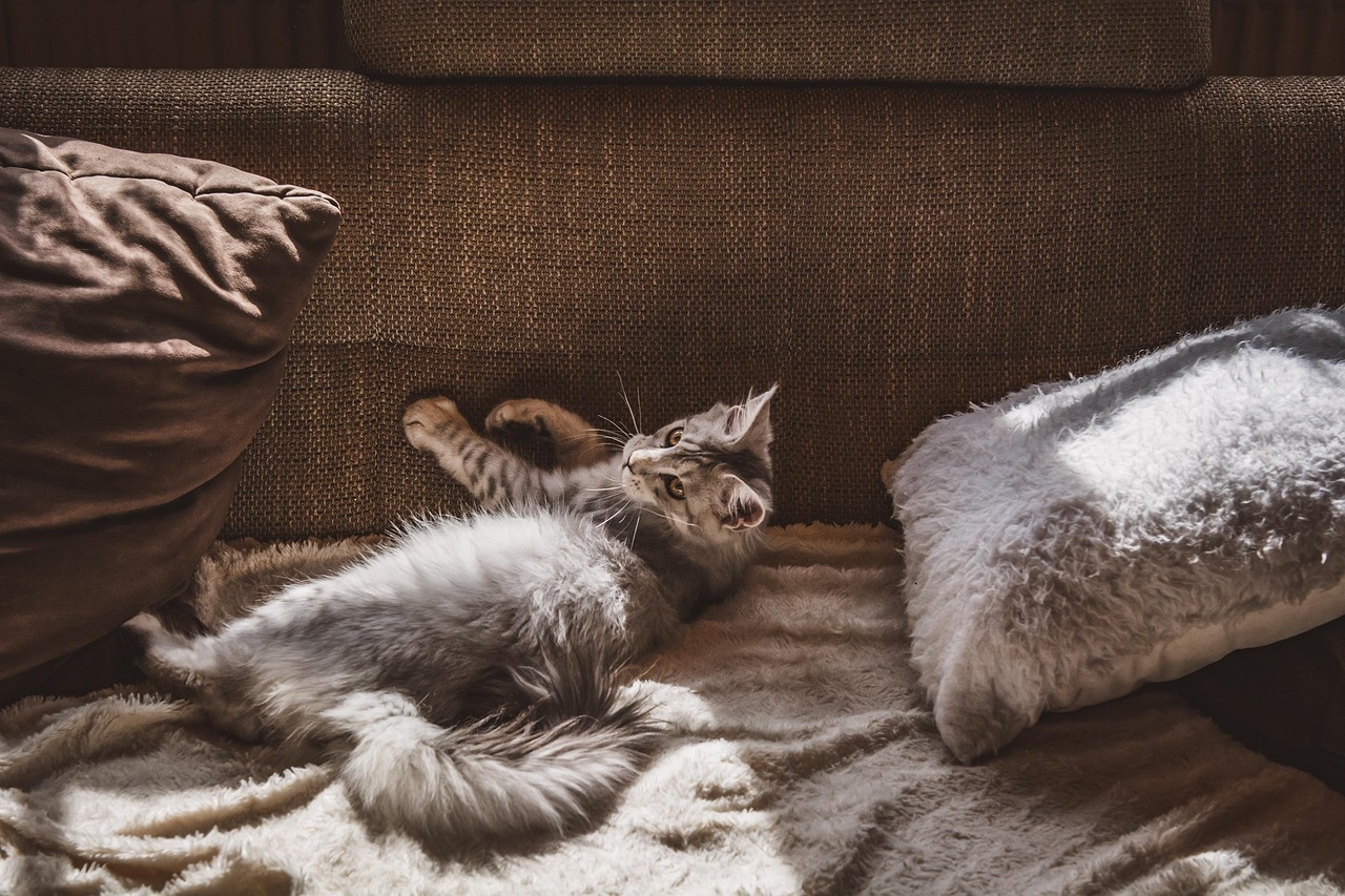 Cat Mom Mother’s Day: Enjoy a Guilt-Free Getaway