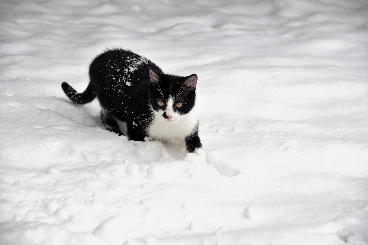 楽しく過ごすために！猫も泊まれる宿の基本マナー