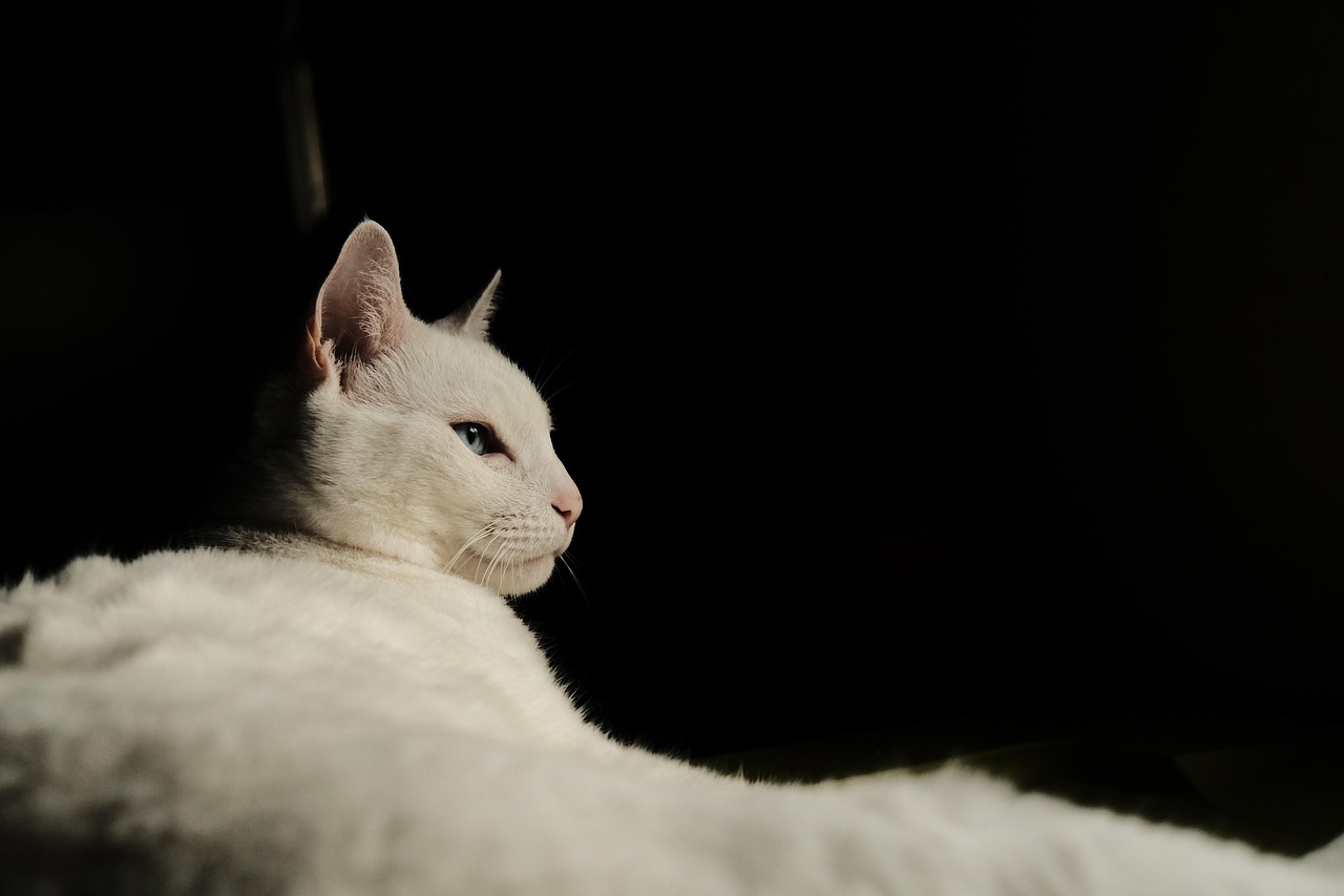 高齢猫が留守番している時、どのようなトラブルが起きやすいですか？