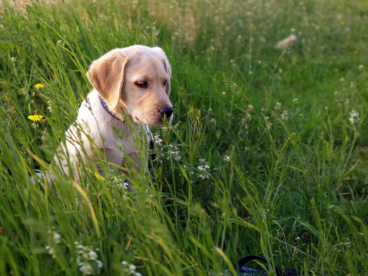 pet sitter sending photo update on smartphone while dog plays