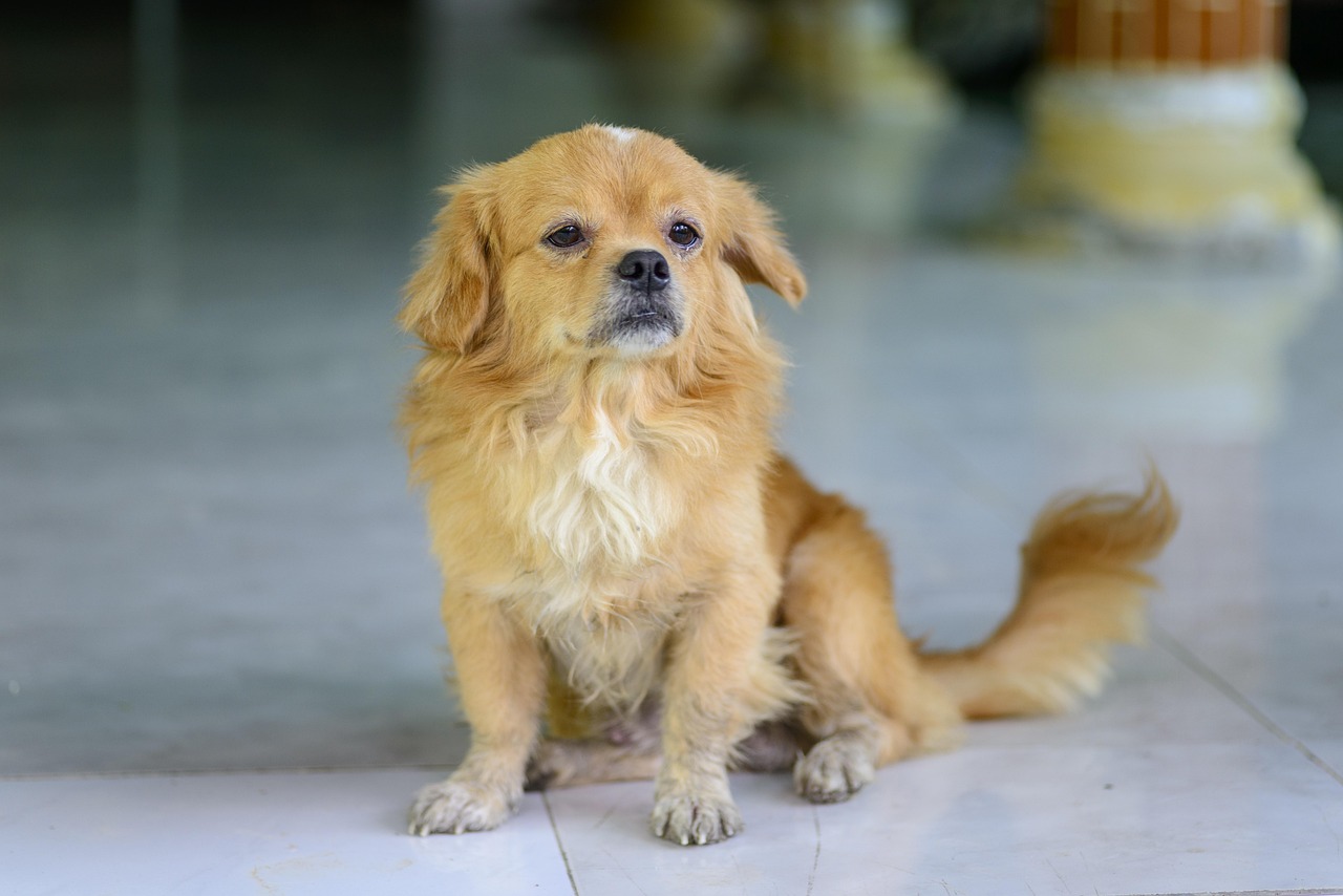 pet sitter greeting a friendly dog at front door of Japanese house