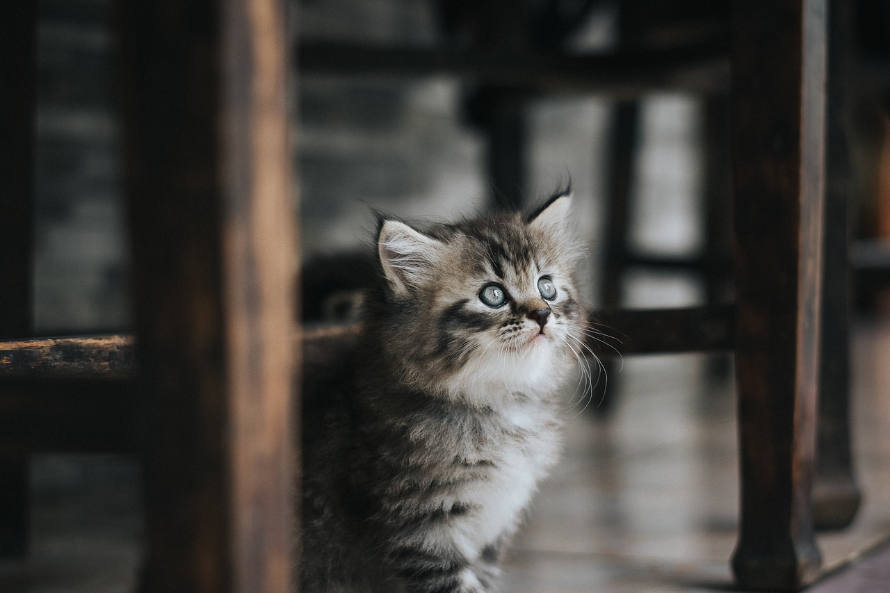 pet owner discussing care instructions with pet sitter at home entrance