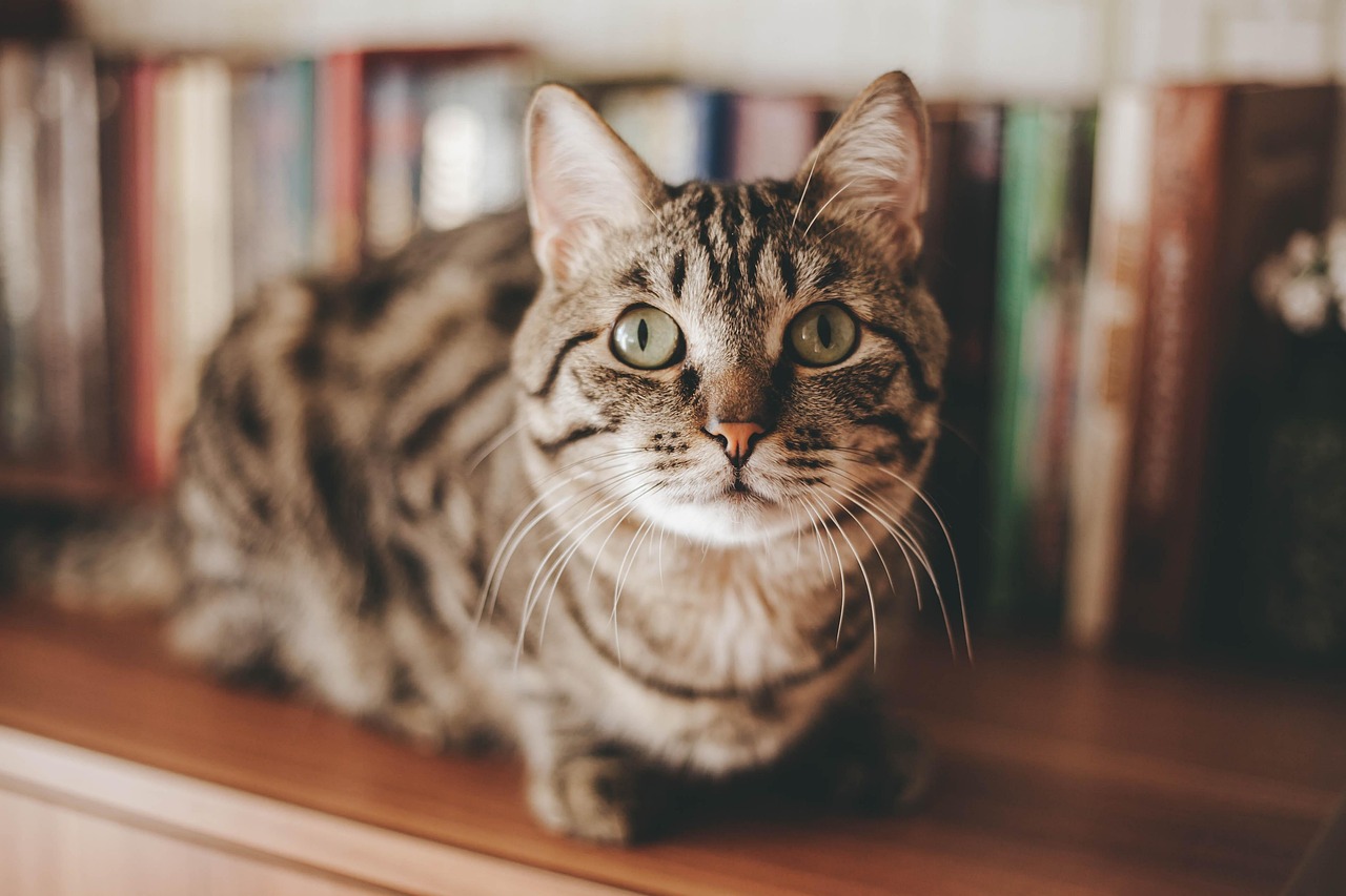 自宅でシッターとケアプランを話し合う飼い主さん