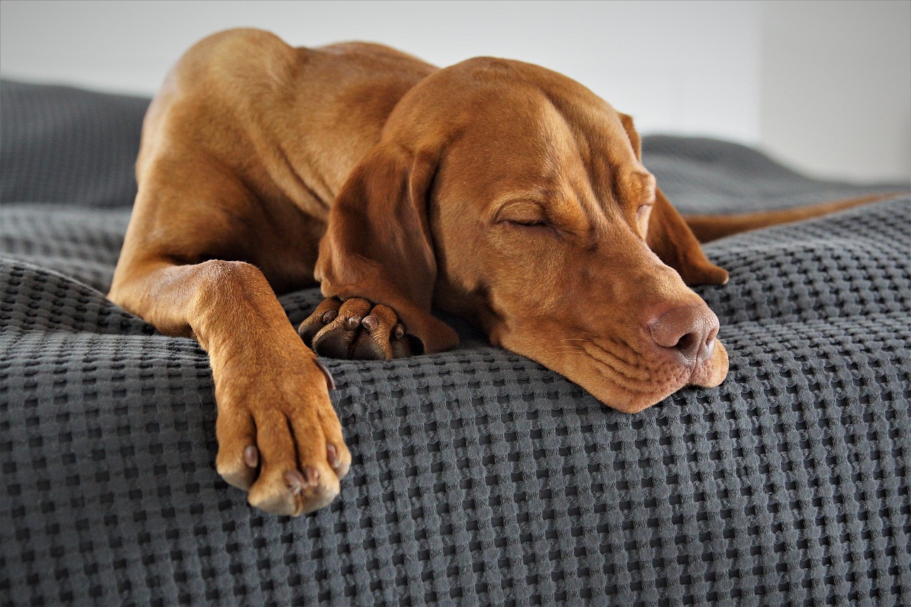 happy pet owner reuniting with dog after trip