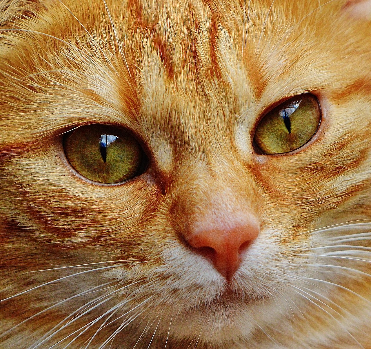 猫シッターを利用するメリットは？