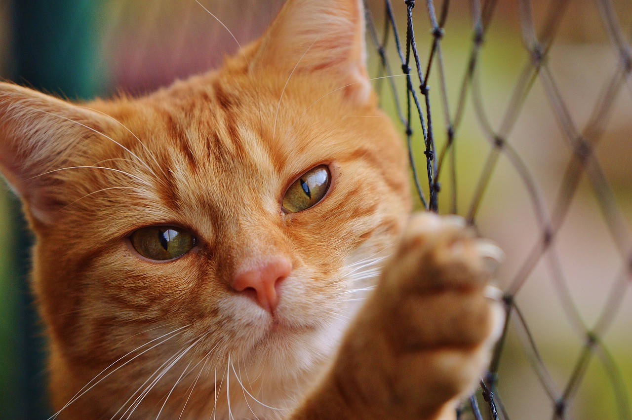 cat relaxing in cozy cottage style accommodation