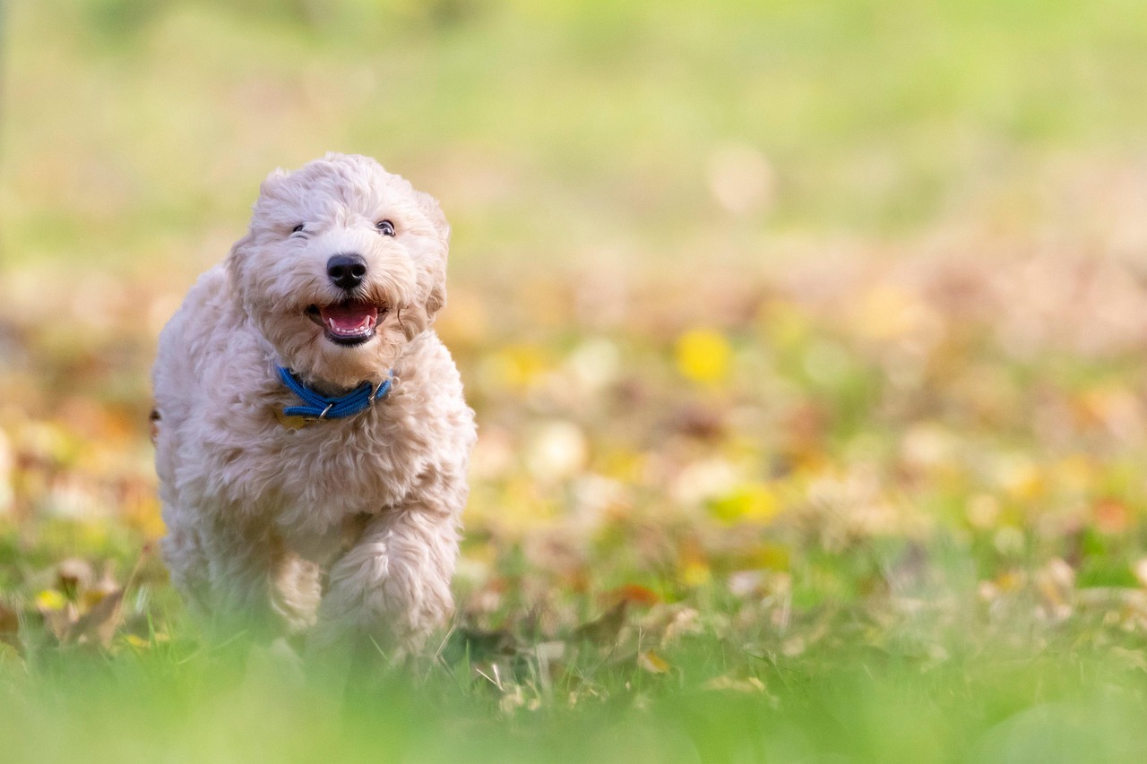pet sitter caring for dog at home environment