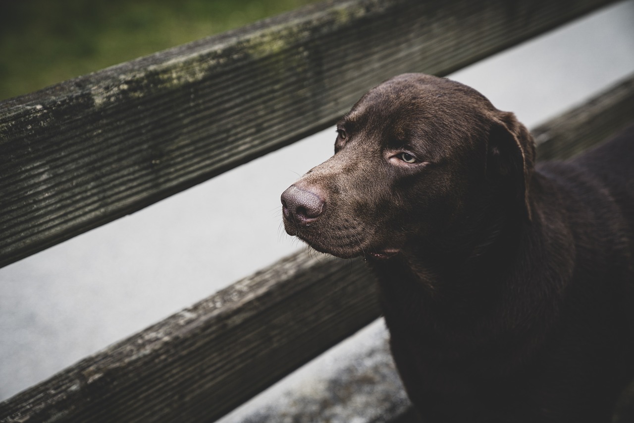 professional pet sitter caring for dog at home