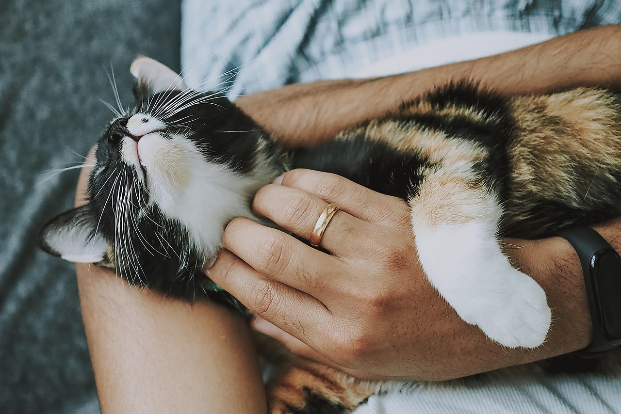 professional pet sitter caring for a cat in home environment