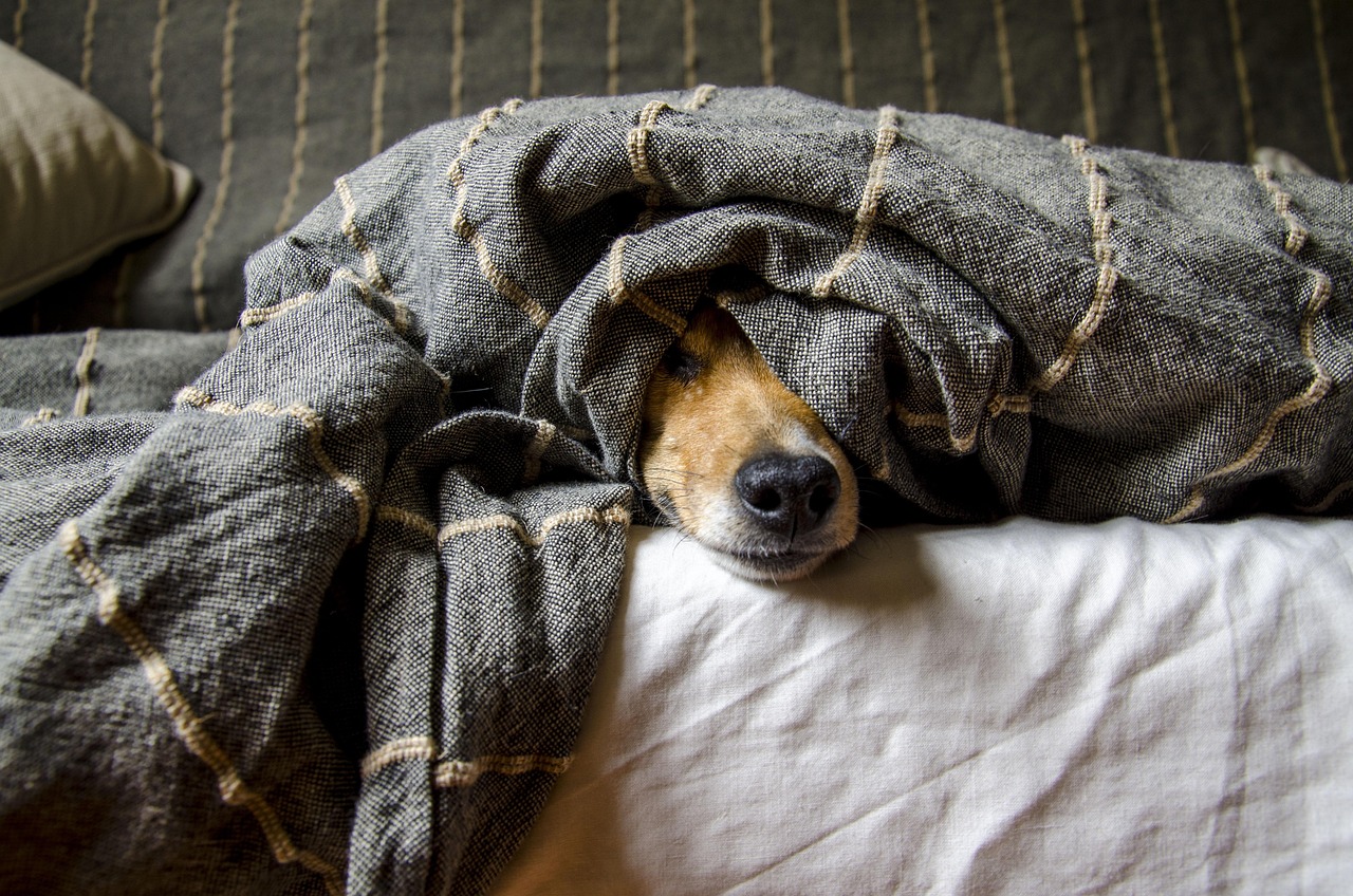 pet owner preparing instructions for pet sitter with dog food and supplies