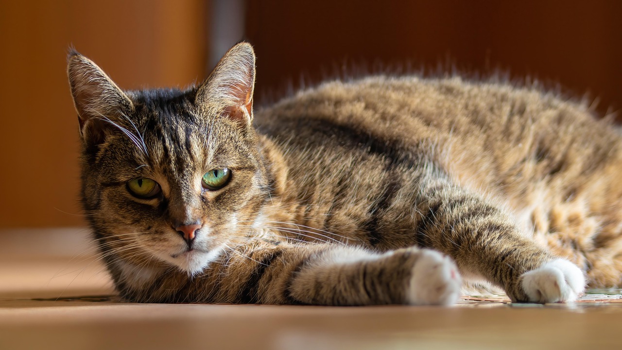 cute cat relaxing on windowsill in Japanese apartment