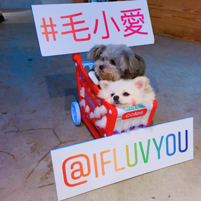 【2025完整比較】寵物保姆 VS 寵物旅館價格差多少？保姆到府照顧、寄宿費用一覽表