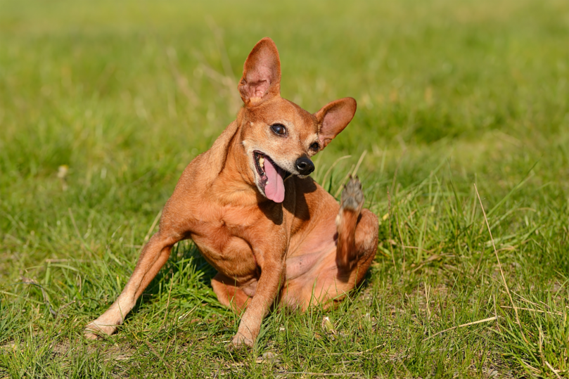 My dog has a skin condition — what should I do? 14 common dog skin diseases and how to prevent them [Pet care guide] (Part 2)