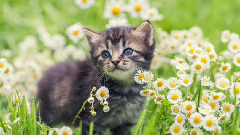Kitten season is here — what to do when you find a stray kitten: 2 right approaches and 7 care tips from Fluv