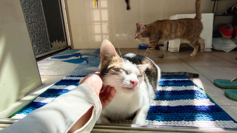 【2025永和・頂溪站貓旅館推薦】高評價貓咪住宿總整理＋3位貓保姆延伸介紹｜毛小愛精選