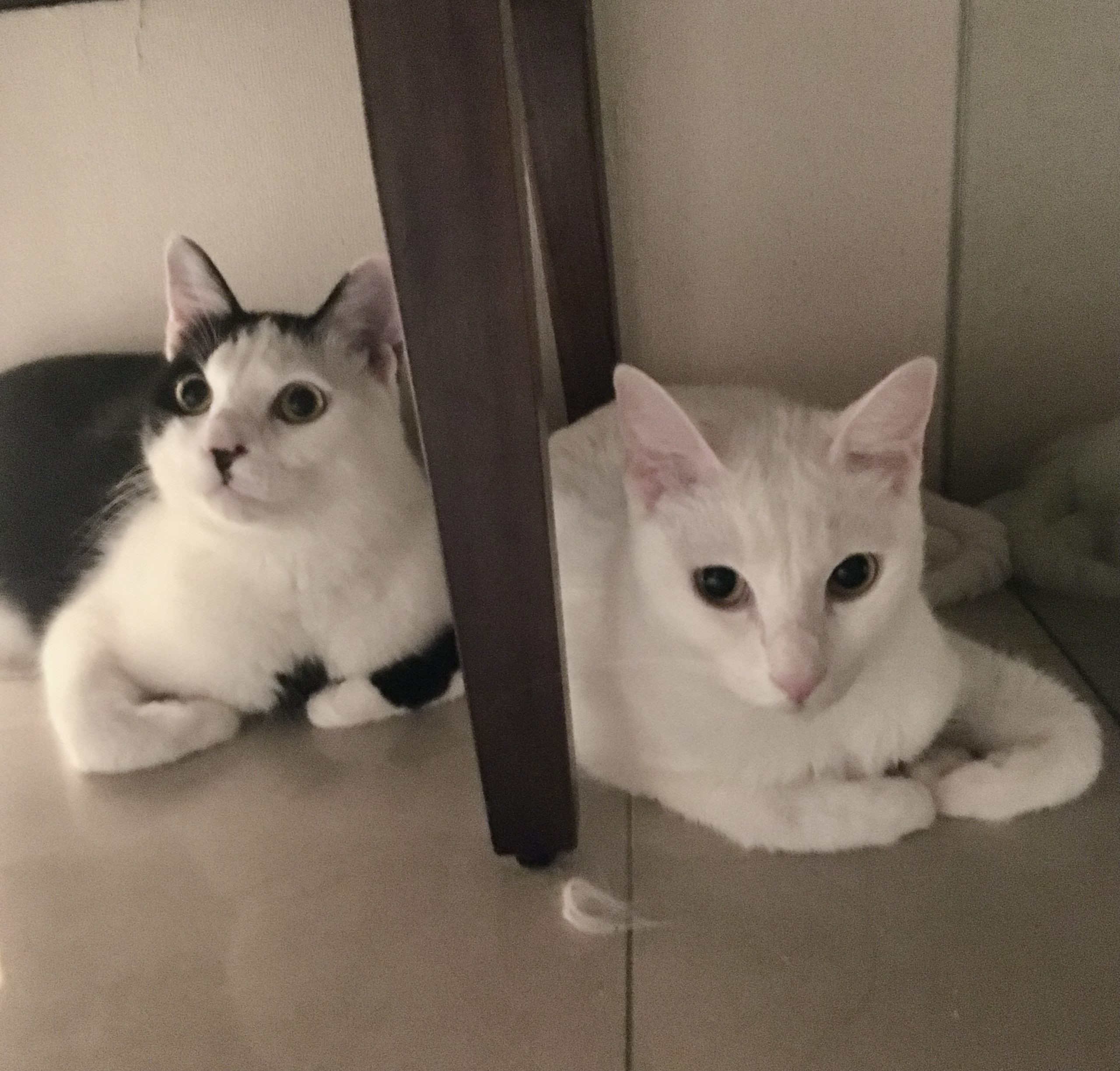 貓咪可以自己在家多久？出遠門別只裝自動餵食器！3件你該知道的事｜貓保姆照護建議